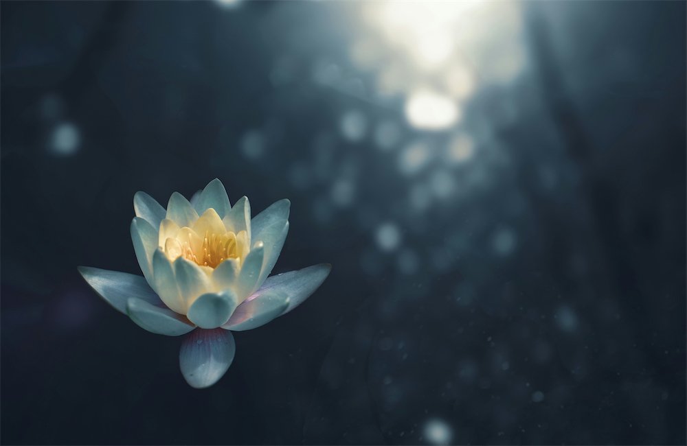 Serene lotus flower in soft focus lighting.